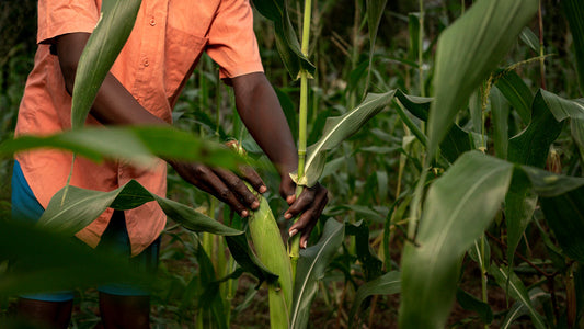 Organic Farming- can it really be a practical solution?