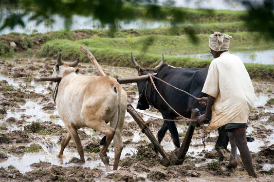 Organic Farming- The Way Forward To Sustenance