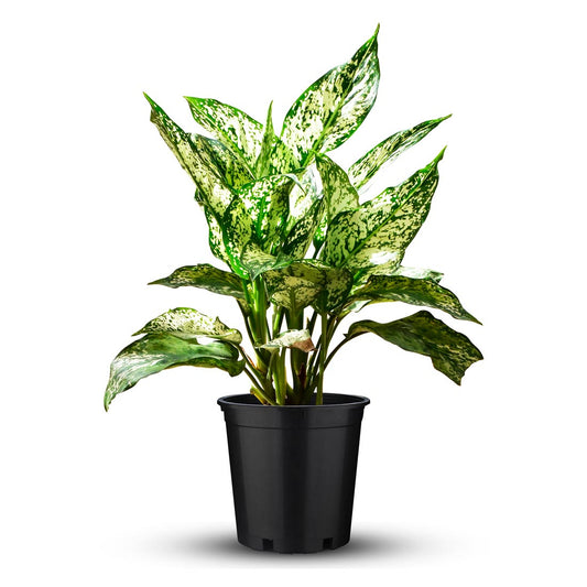 Aglaonema Costatum (Aglaonema Snow White)