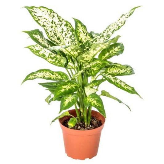 Aglaonema Costatum (Aglaonema Snow White)