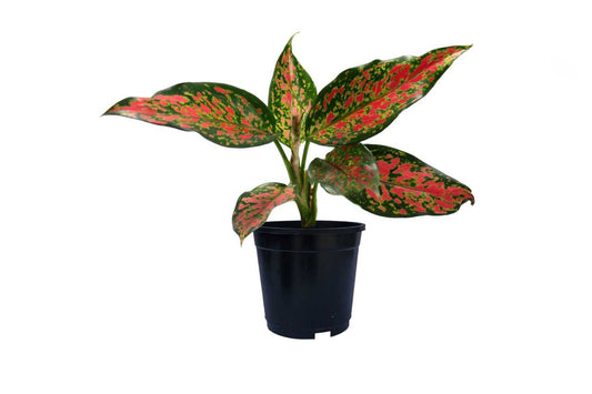 Aglaonema pink dalmatian (Aglaonema Pink Dalmatian)