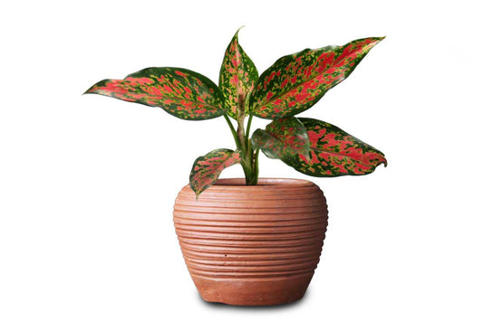 Aglaonema pink dalmatian (Aglaonema Pink Dalmatian)
