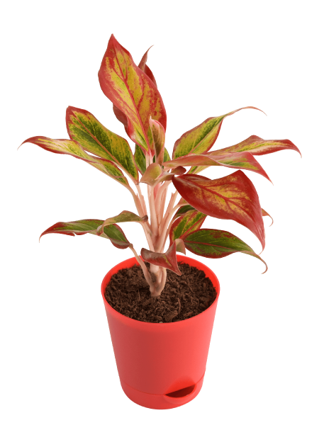 Aglaonema Red (Aglaonema Red)