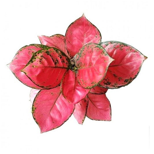 Aglaonema super red (Aglaonema super red)