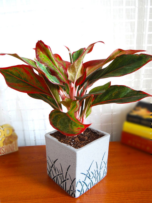 Aglaonema Red (Aglaonema Red)
