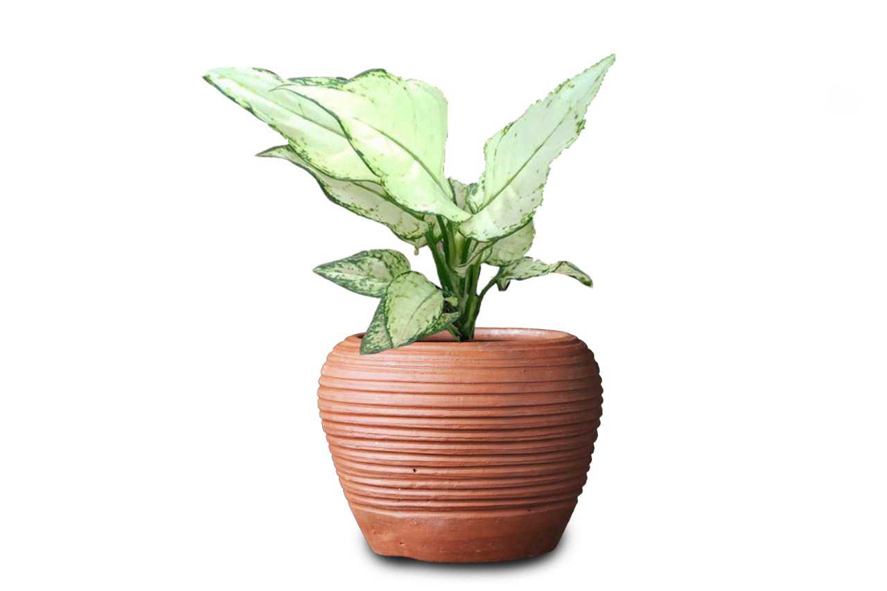 Aglaonema Thai White (Aglaonema Thai White)