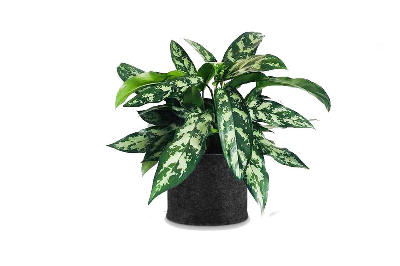 Aglaonema (Chinese Evergreen)