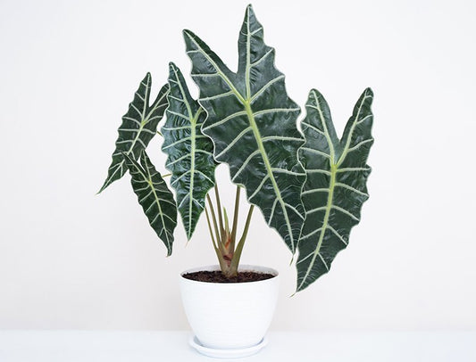 Alocasia amazonica (Amazon Elephant Ear)