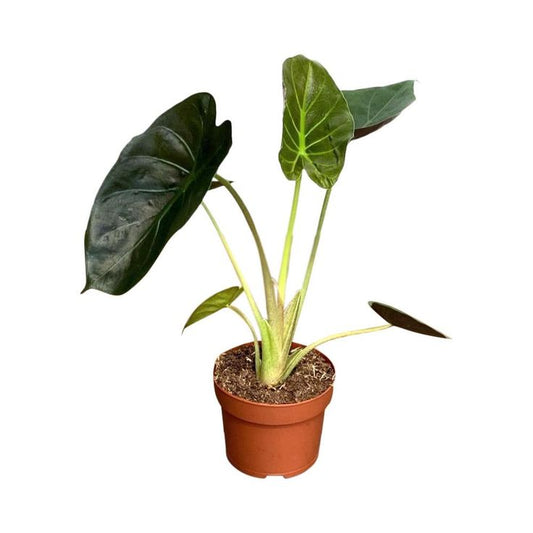 Alocasia wentii (Hardy Elephant Ears)