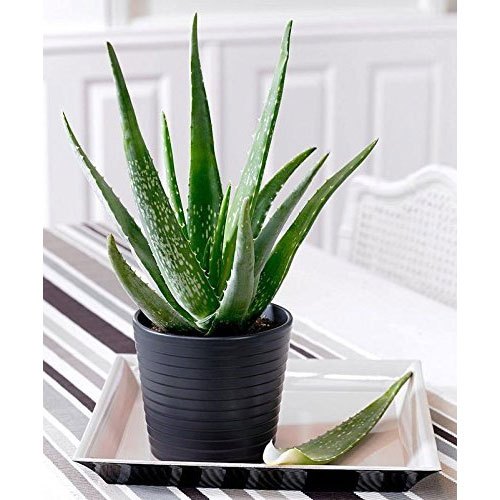 Aloe cactus 1 (Aloe)