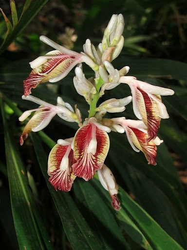 Alpinia calcarata - Chittarutha (Snap Ginger, Chikkadumparaasme)