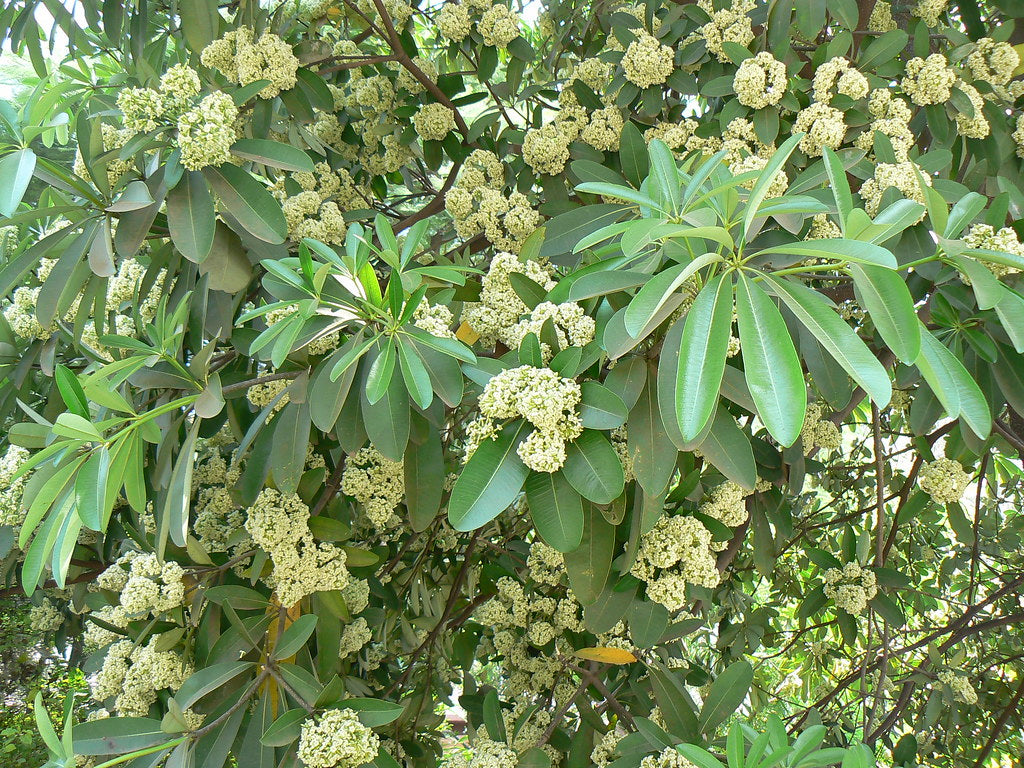 Alstonia scholaris -Eazhilampala (Blackboard Tree, Doddapala)