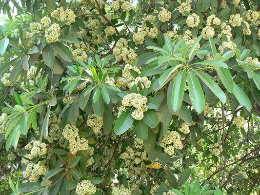 Alstonia scholaris -Eazhilampala (Blackboard Tree, Doddapala)