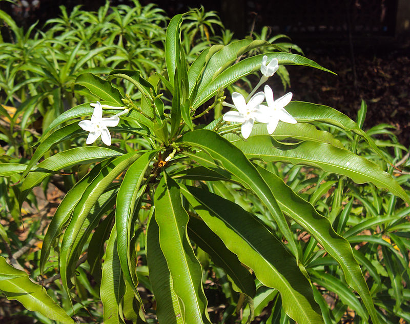 Alstonia venenata (Devil tree, Adda sarpa)