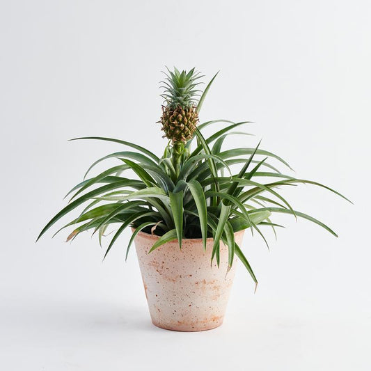 Ananas (Ornamental Pine Apple)