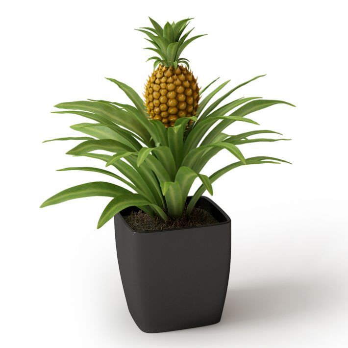 Ananas (Ornamental Pine Apple)