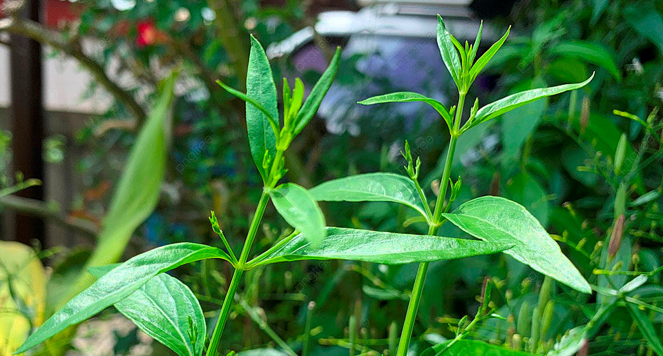 Andrographis paniculata -Kiriyath (Kalmegh, Nelaberu)