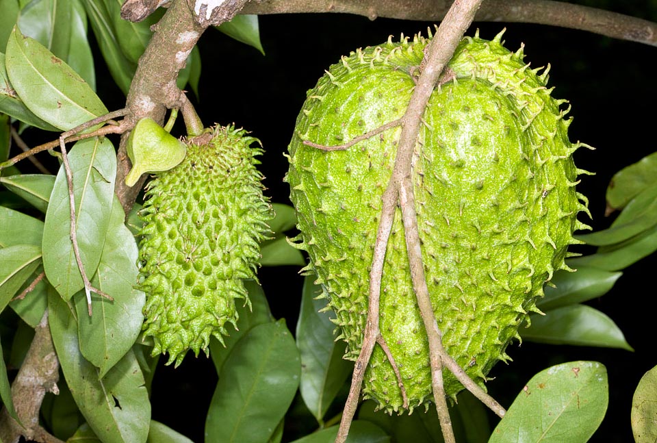 Annona muricata (Soursop, Mullu Ramphala)