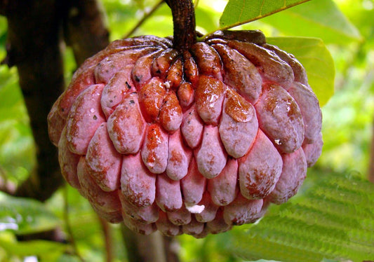 Annona squamosa red (Sugar apple Red, Seetha Phala Red)