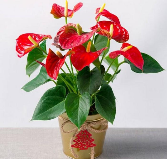 Anthurium (Flamingo Flower )