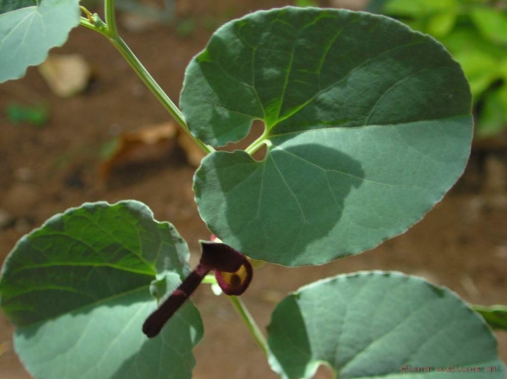 Aristolochia bracteolata (Worm killer, Kattekirubana gida)