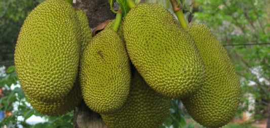 Artocarpus heterophyllus -Chembarathi Varikka (Jackfruit)