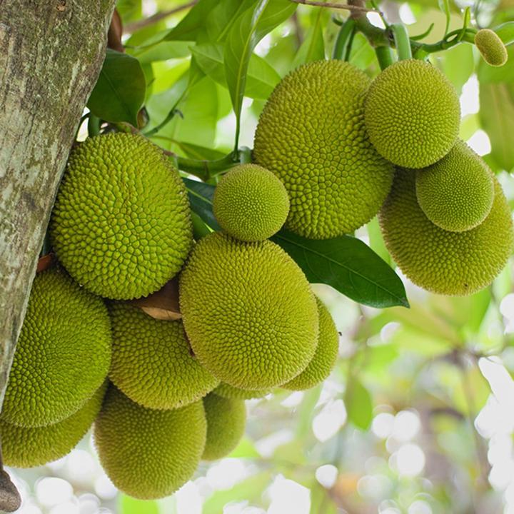 Artocarpus heterophyllus - Gumless (Jackfruit)