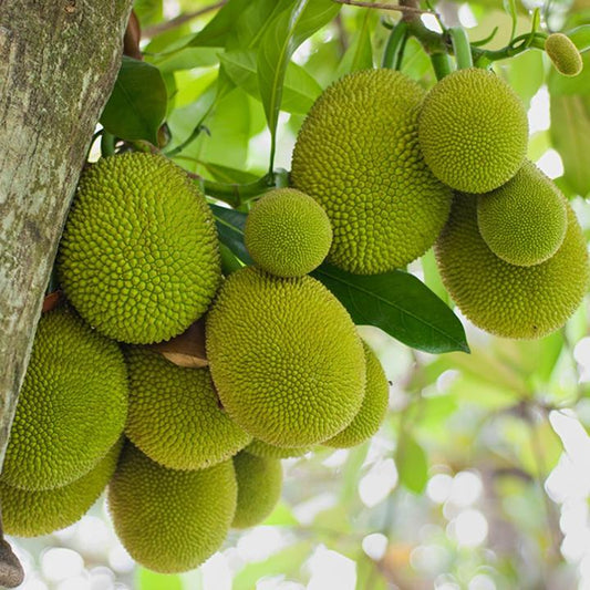 Artocarpus heterophyllus - Gumless (Jackfruit)