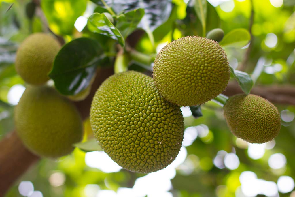 Artocarpus heterophyllus -Seedless Jack (Jackfruit)