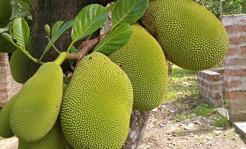 Artocarpus heterophyllus -Thenvarikka (Jackfruit)