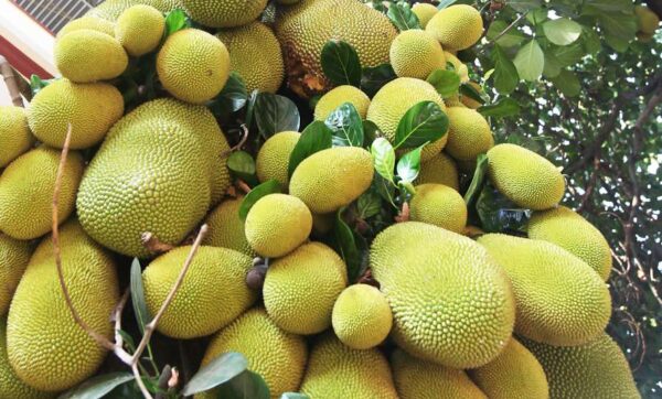 Artocarpus heterophyllus -Viatnam early Jack (Jackfruit)