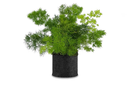 Asparagus myriocladus (Ming Fern)