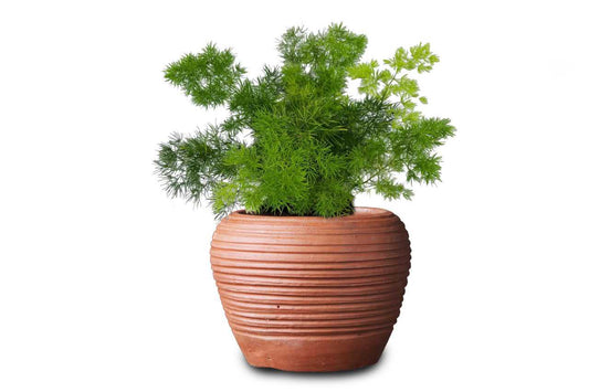 Asparagus myriocladus (Ming Fern)