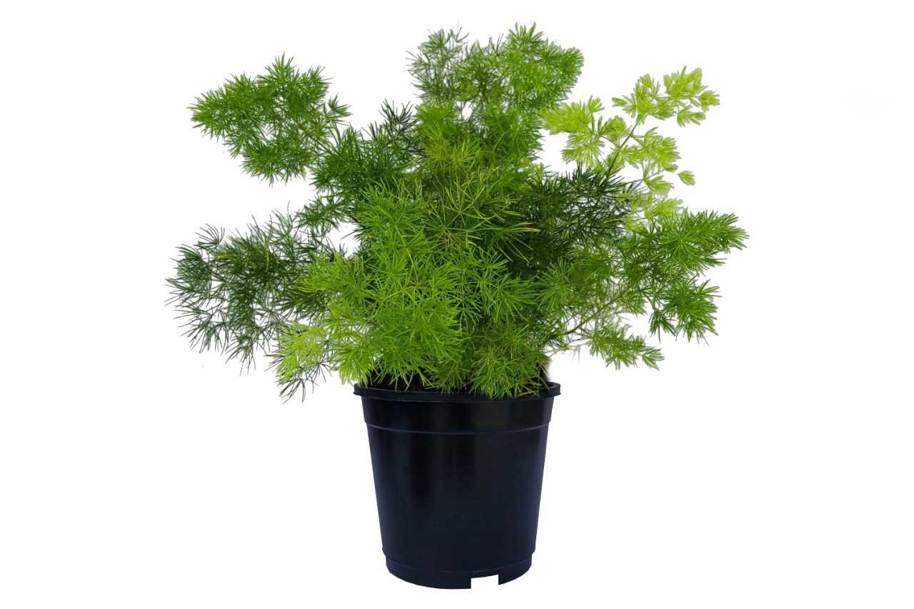 Asparagus myriocladus (Ming Fern)