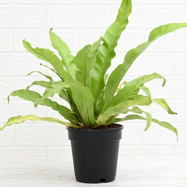Asplenium Nidus 1 (Bird Nest Fern)