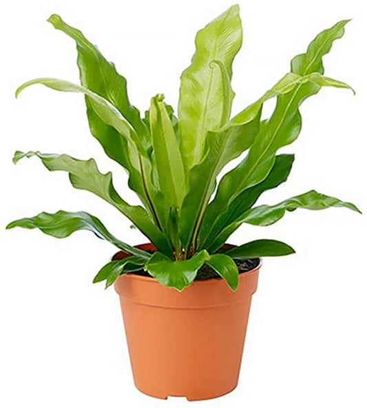 Asplenium Nidus 1 (Bird Nest Fern)