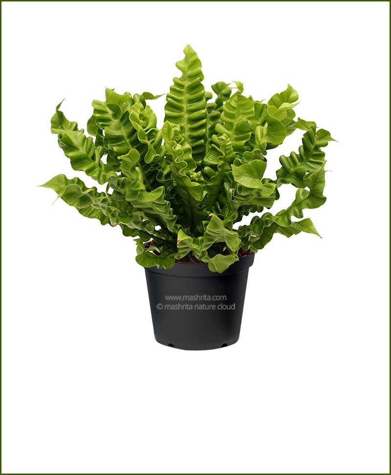 Asplenium Nidus cobra (Cobra Fern)