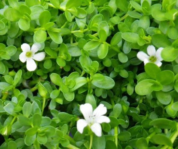 Baccopa Monneri - Brahmi (Jala Brahmi)