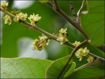 Baliospermum momtanum (Red Physic Nut, Kaadu Haralu)