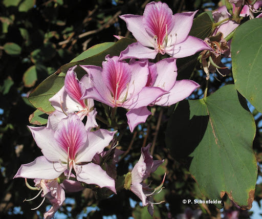 Bauhinia varigata (Mountain Ebony,Kanchuvaala)