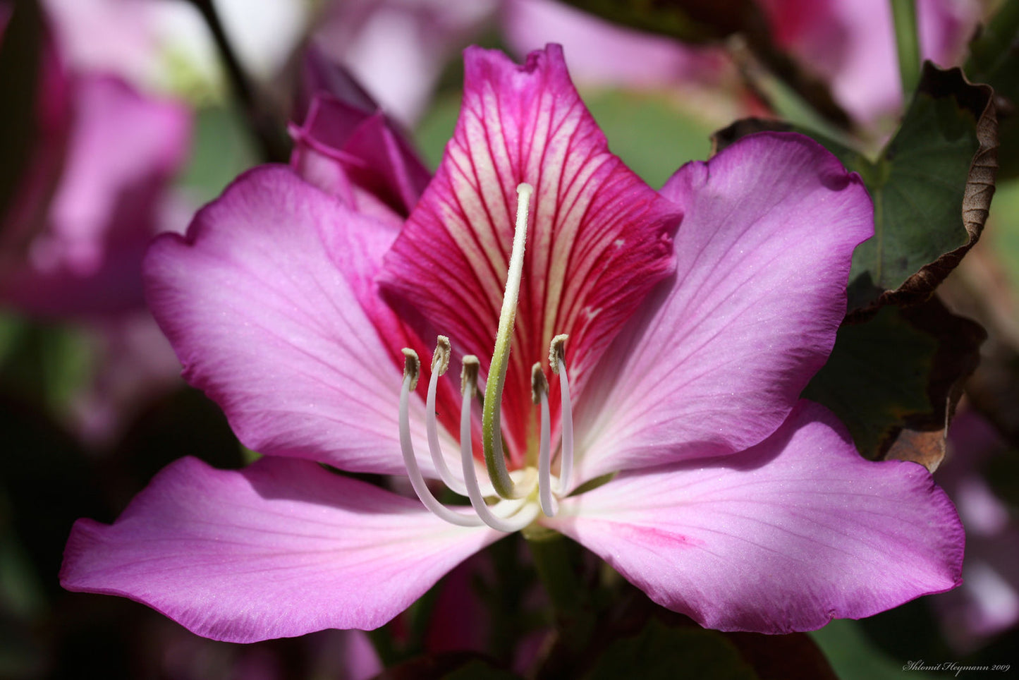 Bauhinia varigata (Mountain Ebony,Kanchuvaala)