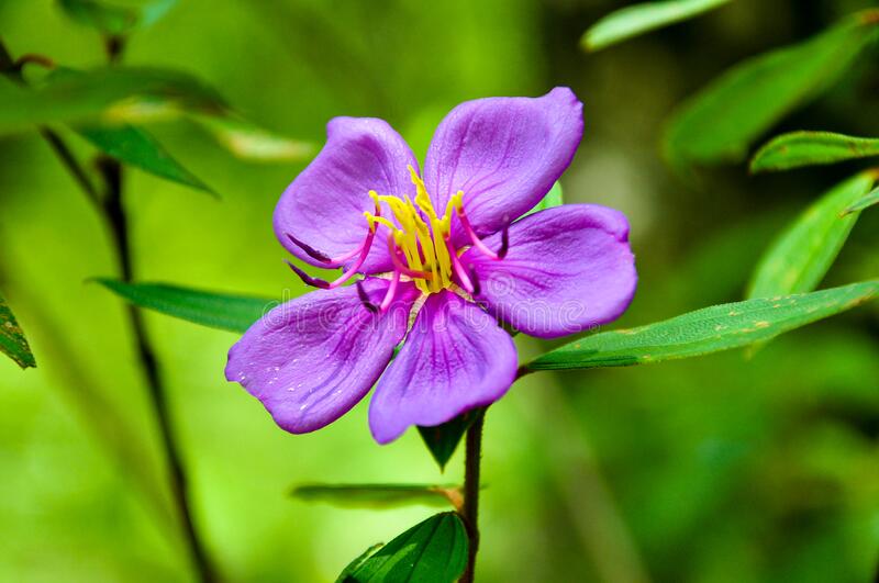 Blepharis boerheviafolia - Hemadanthi (Hemadanthi)