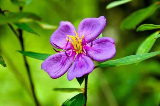Blepharis boerheviafolia - Hemadanthi (Hemadanthi)