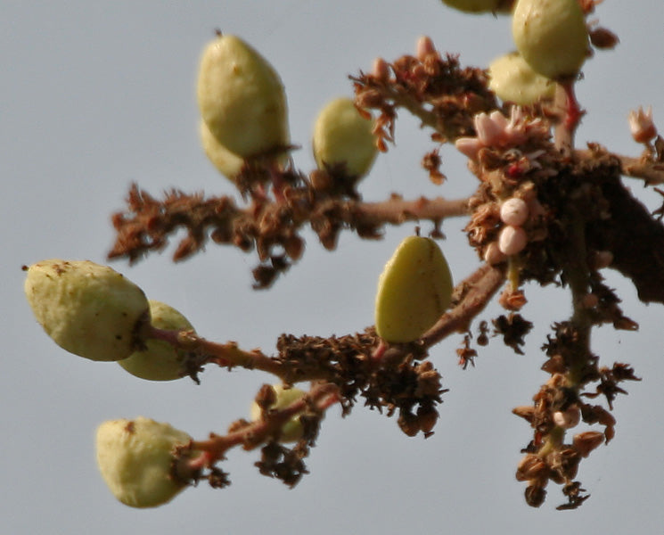 Boswellia serrata -White Kundhirikkam (Indian Olibanum, guggula mara)
