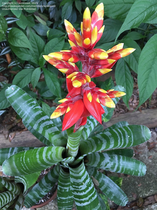 Bromeliad Aechmea chantinii (Amazonian Zebra Plant)