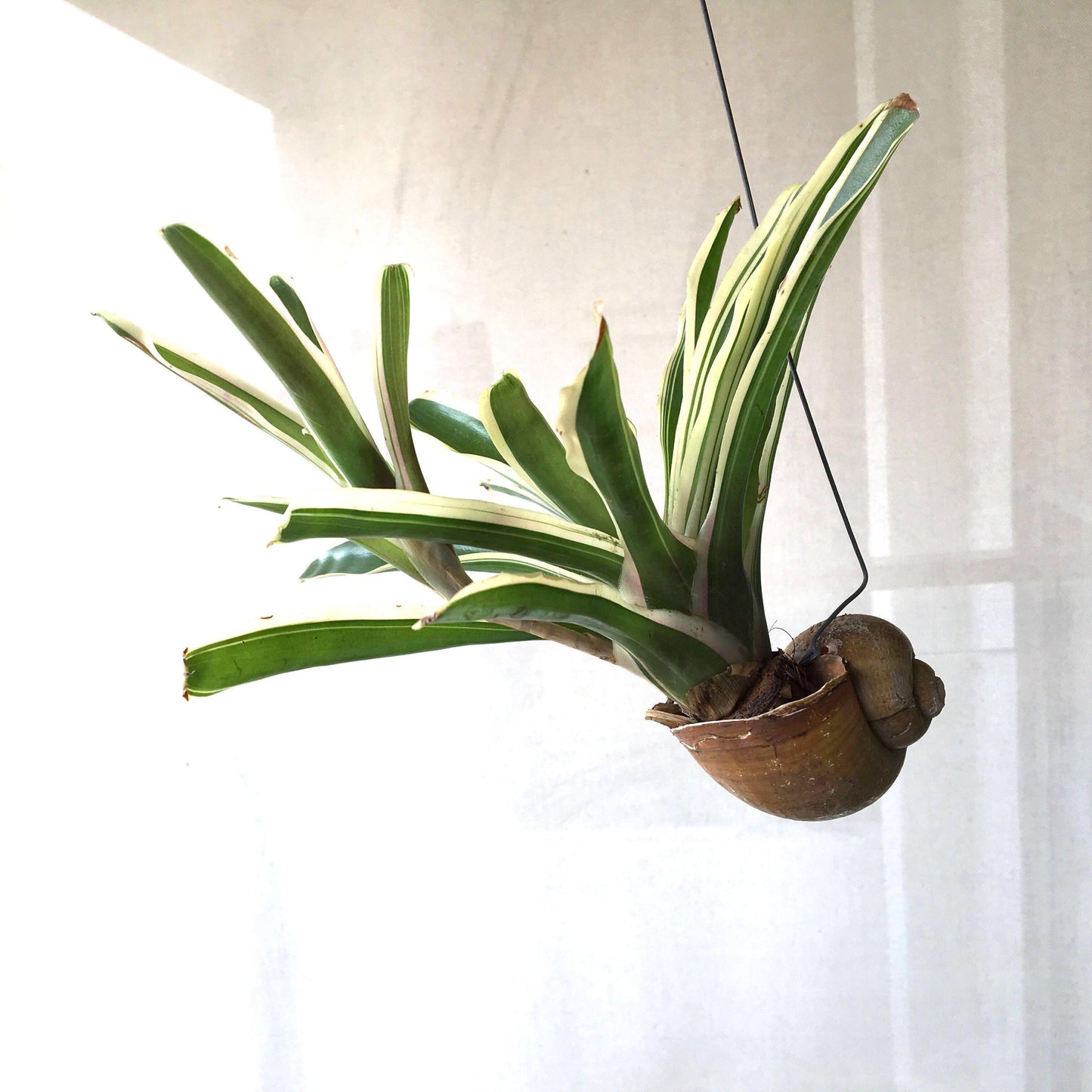 Bromeliad Neoregelia Flandriana (Bromeliad Neoregelia Flandriana)