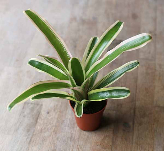 Bromeliad Neoregelia Flandriana (Bromeliad Neoregelia Flandriana)