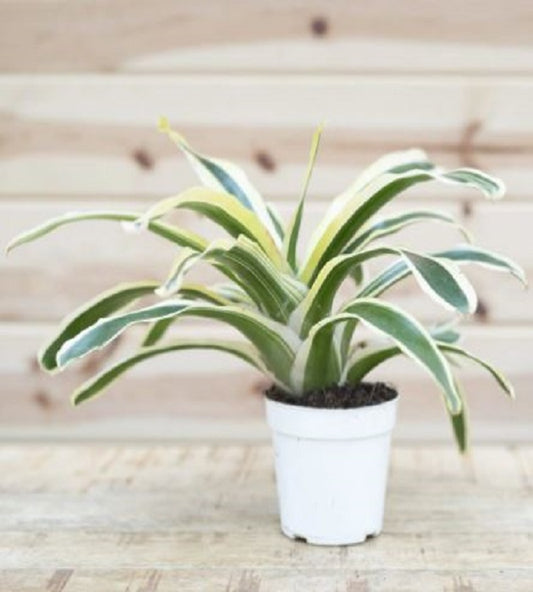 Bromeliad Neoregelia Flandriana (Bromeliad Neoregelia Flandriana)