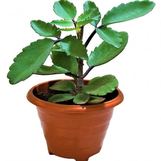 Bryophyllum pinnatam- (for kidney stone) (Miracle leaf,(for kidney stone))
