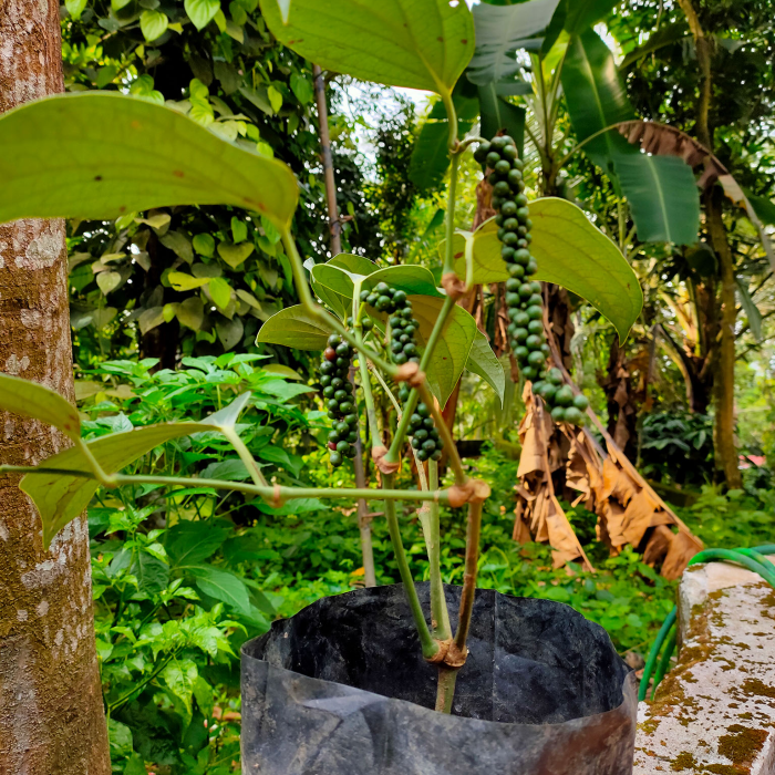 Bush Pepper (Pepper)